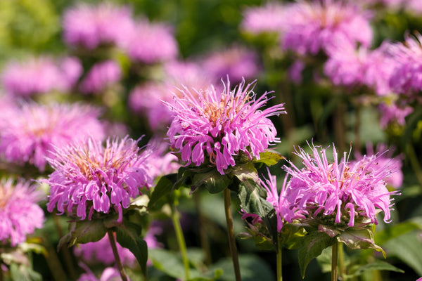 Dwarf Pink bee Balm Seeds