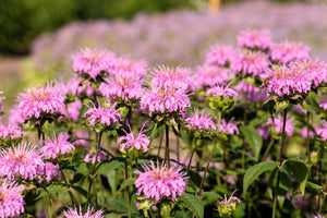 Dwarf Pink bee Balm Seeds
