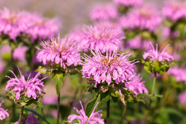 Dwarf Pink bee Balm Seeds