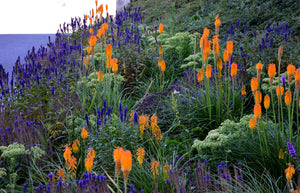 Blue Bouquet Veronica Seeds
