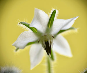 White Borage Seeds