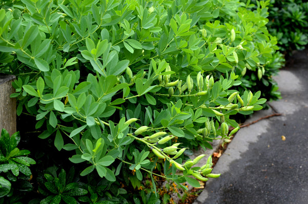 Blue Wild Indigo Seeds