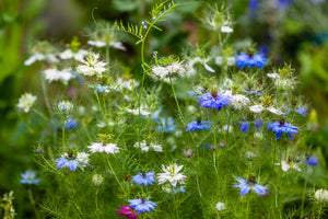 Love In A Mist Fennel Flower Seeds - Blue and White Mix