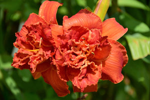 Daylily Seeds Mixed Colors