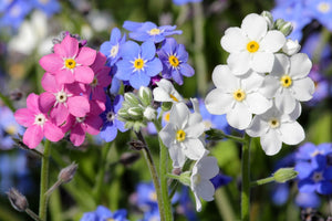 Forget Me Not Seeds - Mix