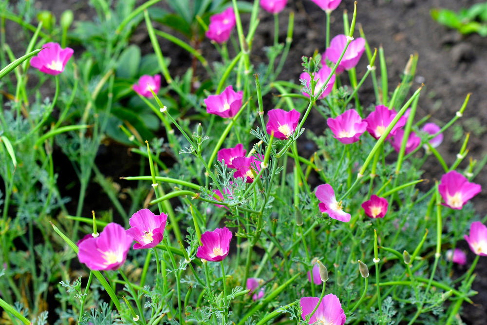 Purple Gleam California Poppy Seeds