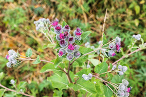 Great Burdock Seeds