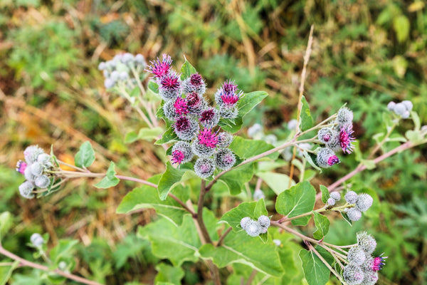 Great Burdock Seeds