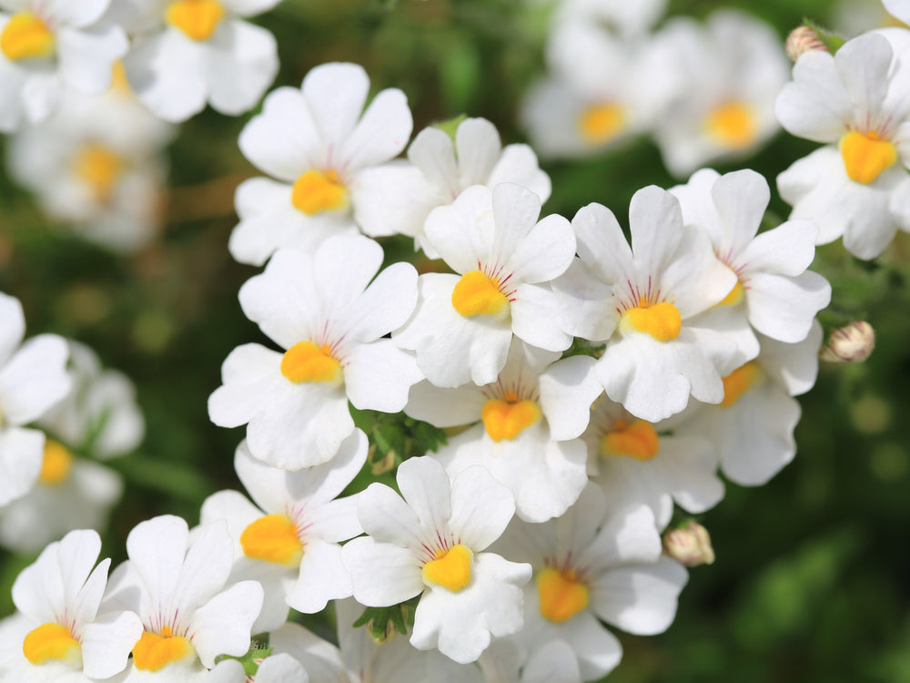 White Knight Nemesia Seeds