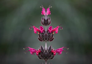 Hummingbird Sage Seeds - Certified Organic