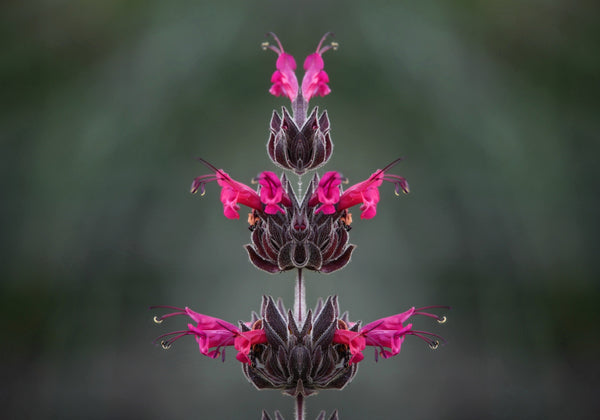 Hummingbird Sage Seeds - Certified Organic