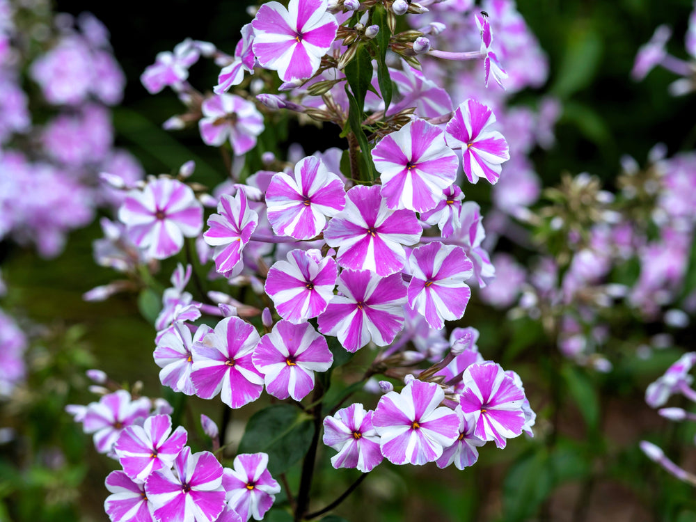 Meadow Phlox Seeds