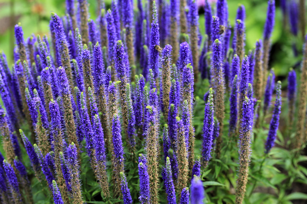 Blue Bouquet Veronica Seeds