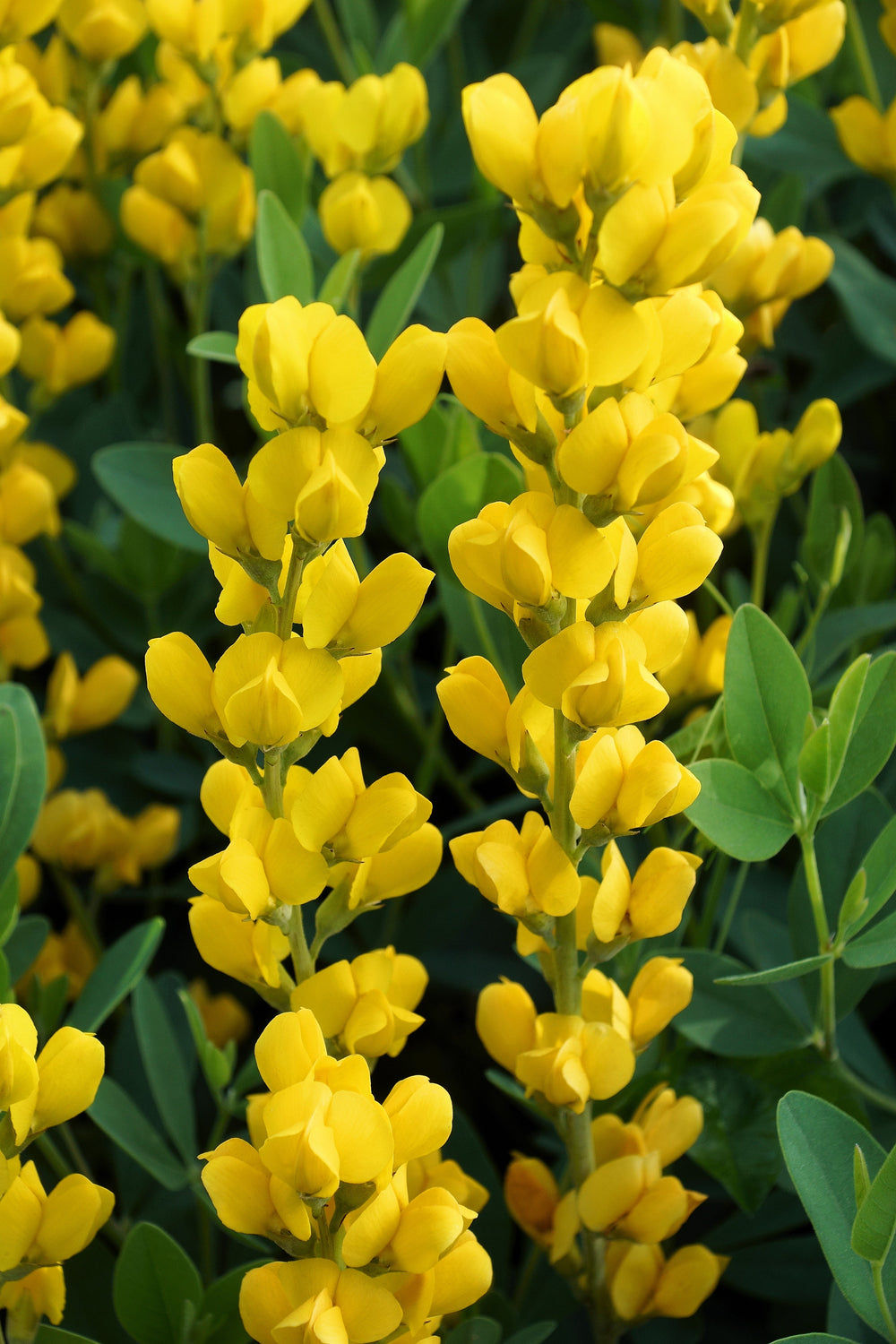 Yellow Wild Indigo Seeds