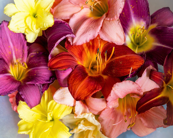 Daylily Seeds Mixed Colors