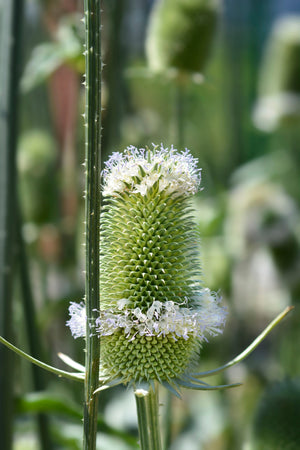 Fuller's Teasel Seeds