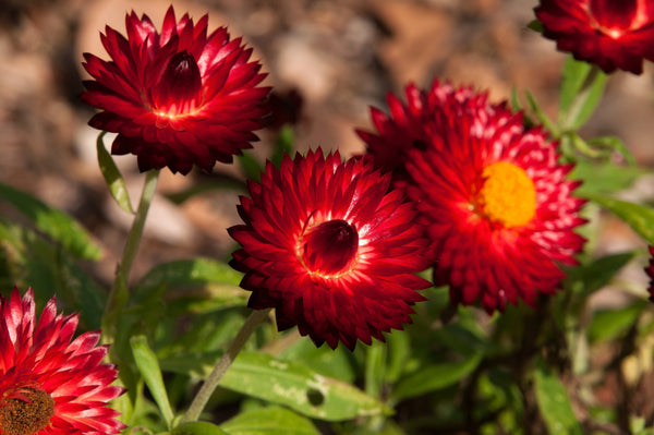 Red Fireball Strawflower Seeds