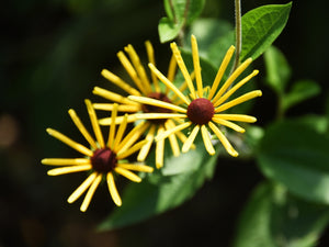 Sweet Coneflower Seeds