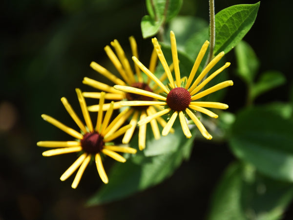 Sweet Coneflower Seeds