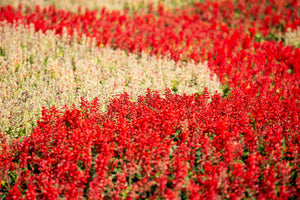 Mixed Colors Salvia Seeds