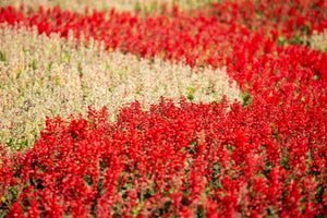 Red Salvia - St. John's Fire Seeds
