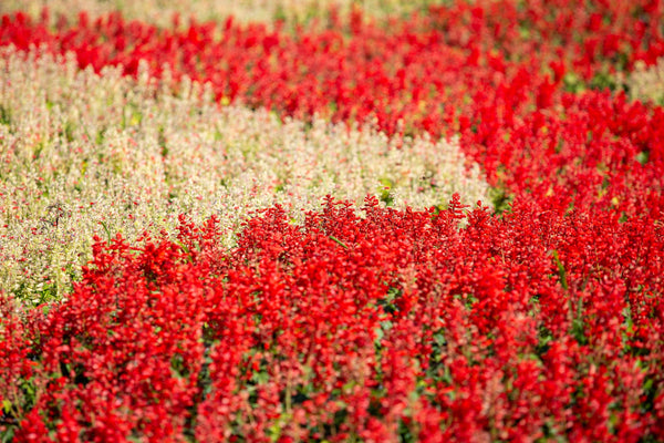 Red Salvia - St. John's Fire Seeds