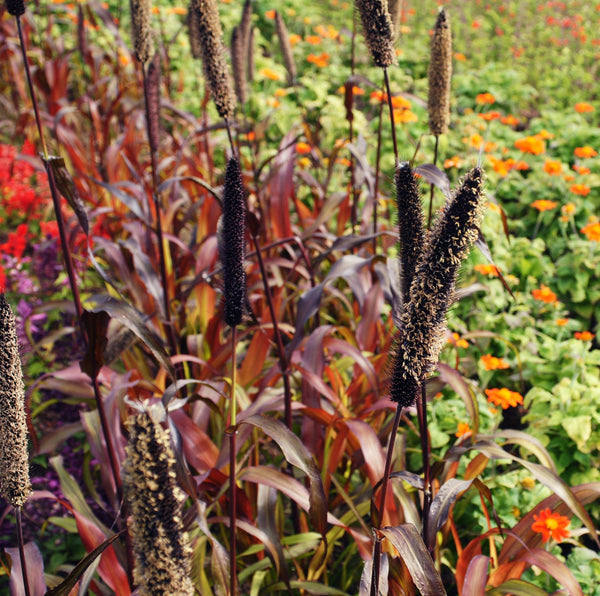 Red Jewel Millet Ornamental Grass Seeds