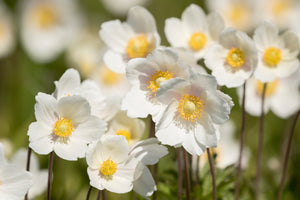 Anemone ‘Madonna’ Seeds