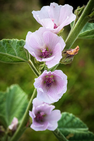 Marsh Mallow Althaea Seeds