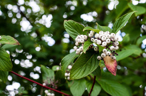 Red Twig Dogwood Seeds