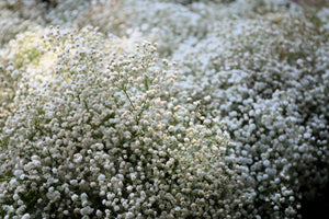 Baby’s Breath ‘Covent Garden’ Seeds