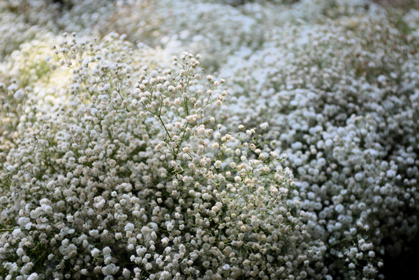 Baby’s Breath ‘Covent Garden’ Seeds