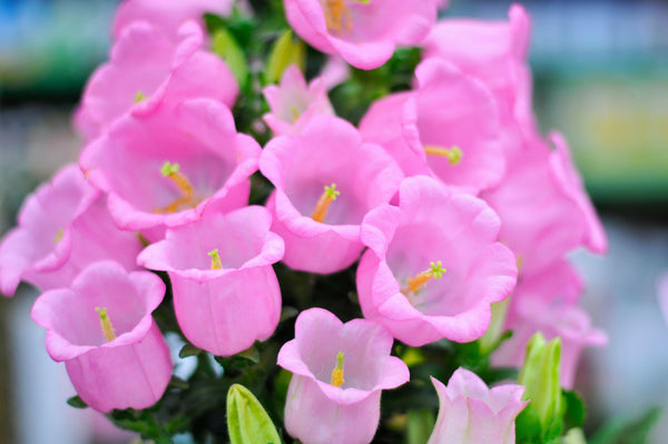 Rose Pink Canterbury Bells Seeds