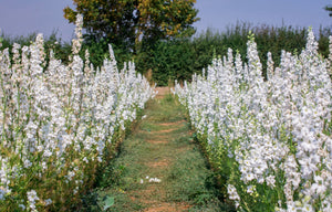 Giant Imperial White King Larkspur Seeds