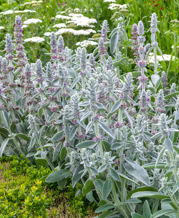 Lamb's Ear Seeds