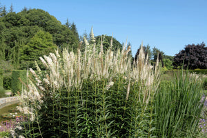 Culver's Root Seeds