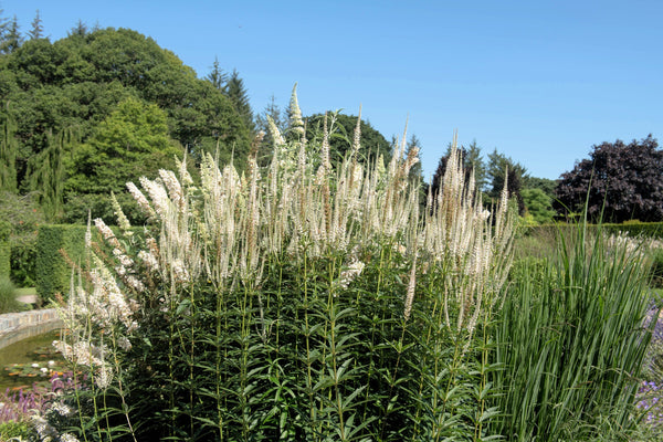 Culver's Root Seeds