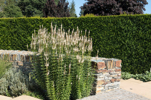 Culver's Root Seeds