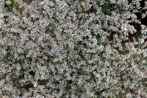 German Statice Seeds