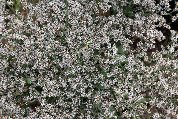 German Statice Seeds