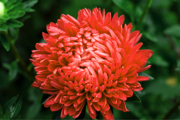 Scarlet Paeony Aster Seeds
