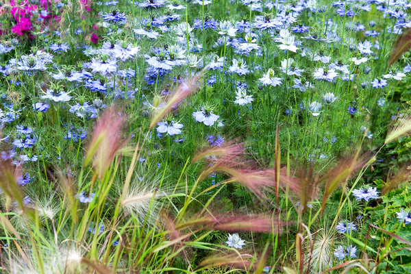 Love In A Mist Fennel Flower Seeds - Blue and White Mix