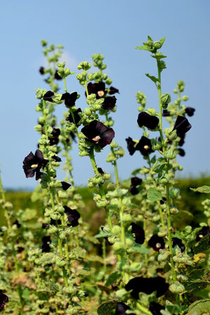 Black Hollyhock Seeds