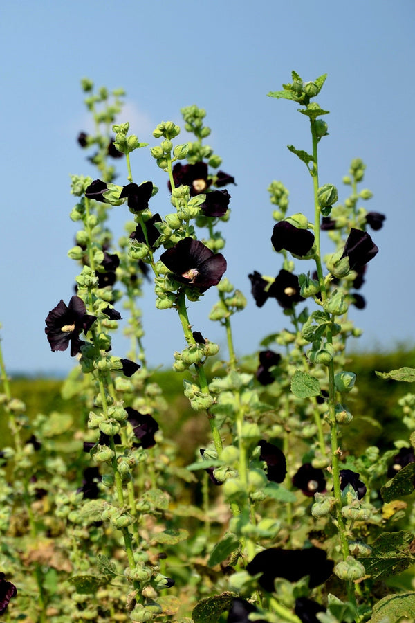 Black Hollyhock Seeds