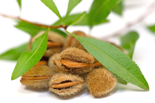 Dwarf 'Russian Almond' Shrub Seeds