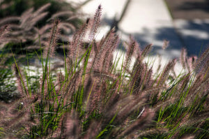 Dwarf Black Fountain Grass Seeds