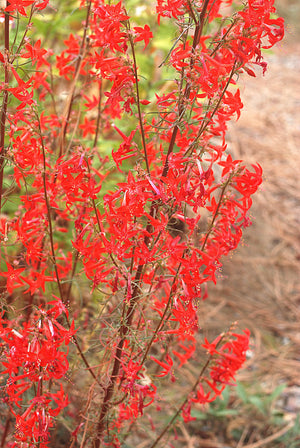Standing Cypress Seeds