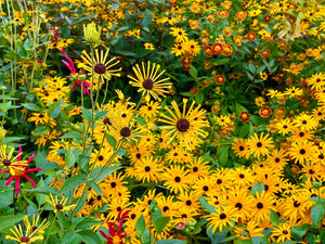 Sweet Coneflower Seeds
