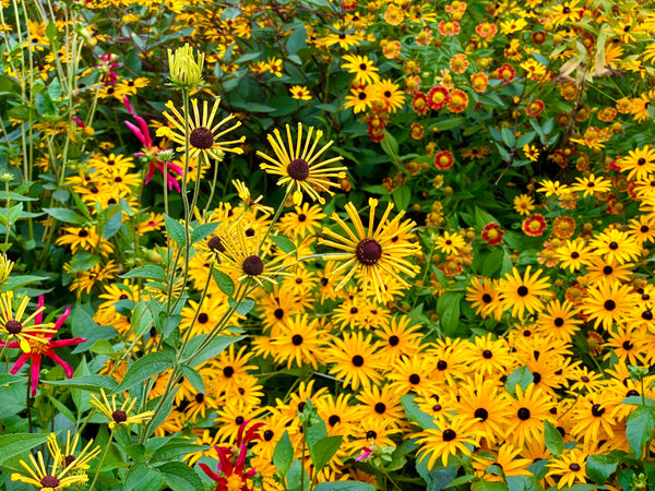 Sweet Coneflower Seeds