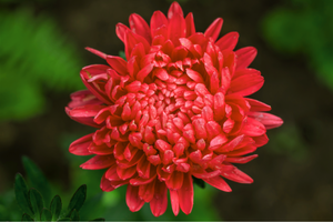 Scarlet Paeony Aster Seeds